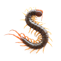 centipede